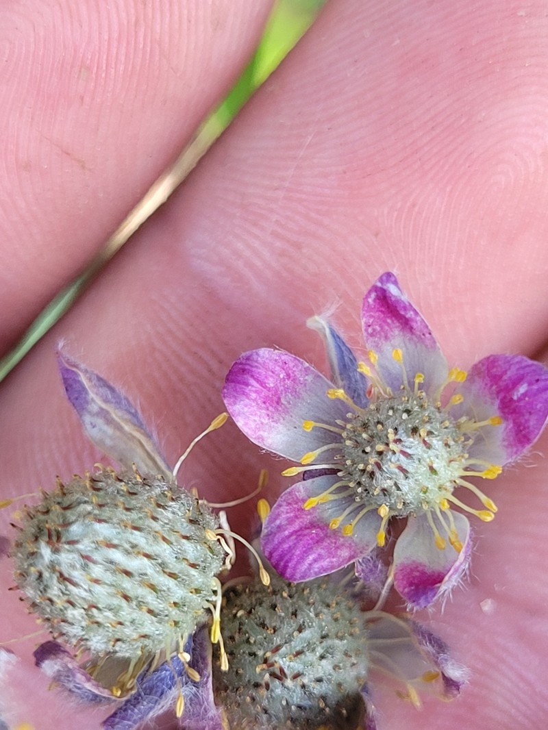Anemone multifida var. tetonensis photo 2