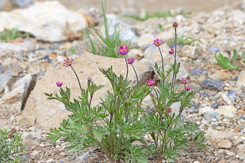 Anemone multifida var. tetonensis photo 3