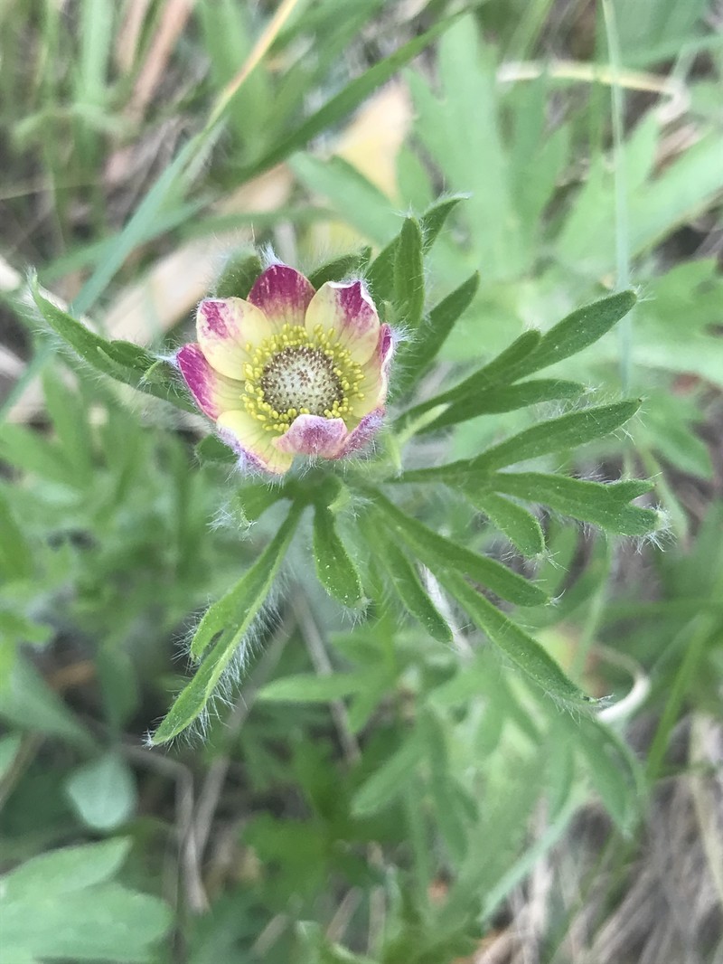 Anemone multifida var. tetonensis photo 4