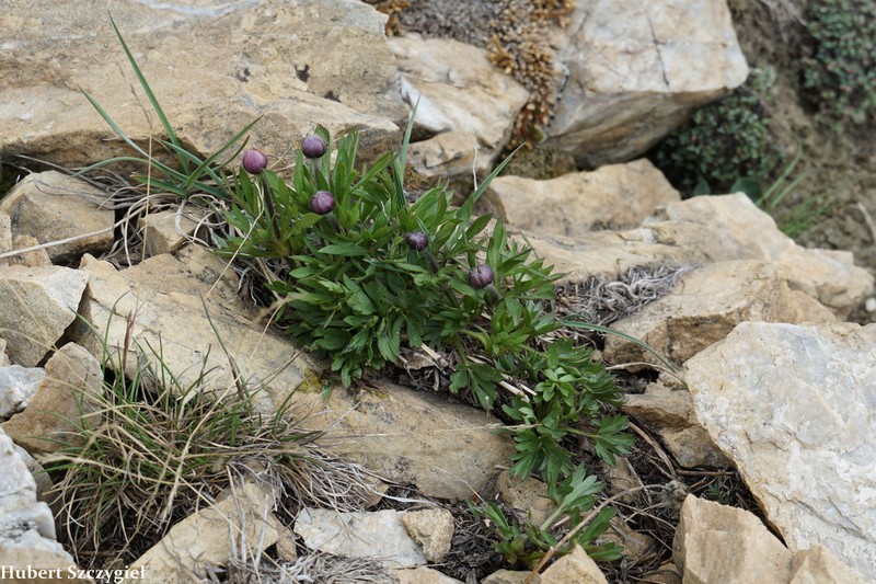 Anemone multifida var. tetonensis photo 5