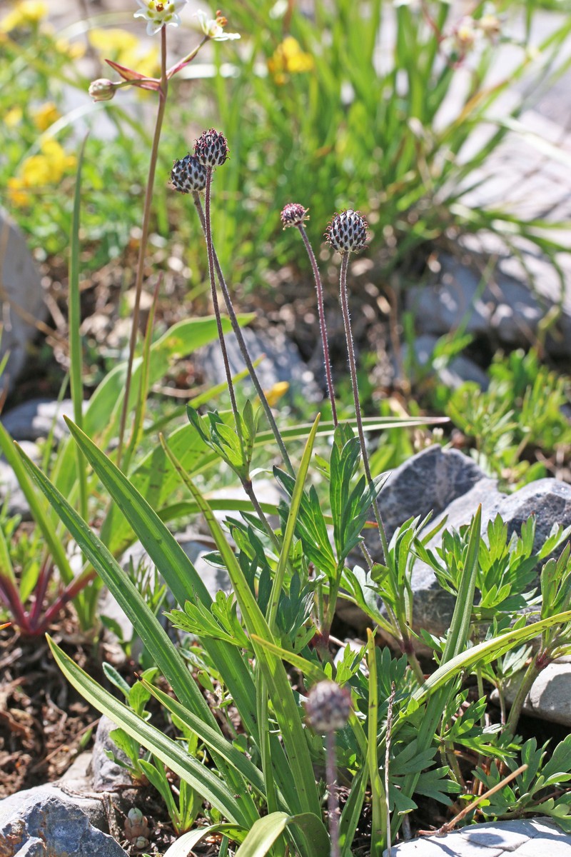 Anemone multifida var. tetonensis photo 6