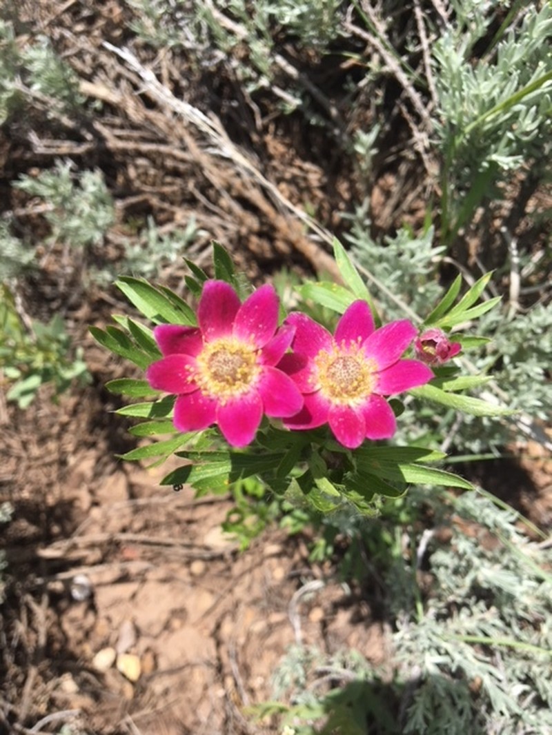 Anemone multifida var. tetonensis photo 7