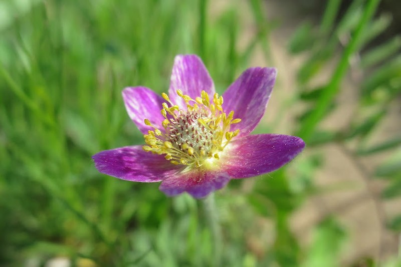 Anemone multifida var. tetonensis photo 8
