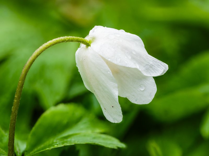European Thimbleweed photo 2