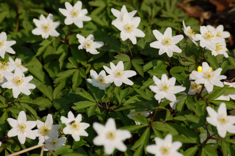 European Thimbleweed