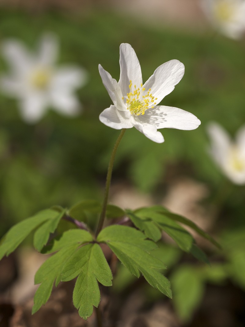 European Thimbleweed photo 3