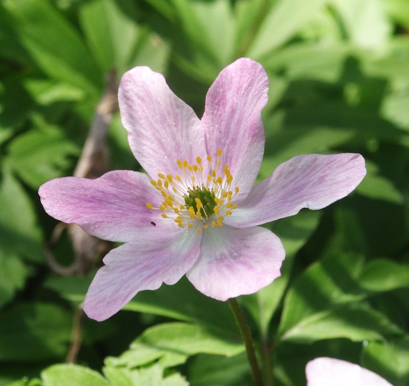 European Thimbleweed photo 4
