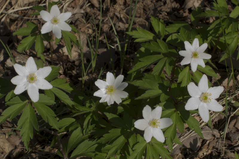European Thimbleweed photo 5