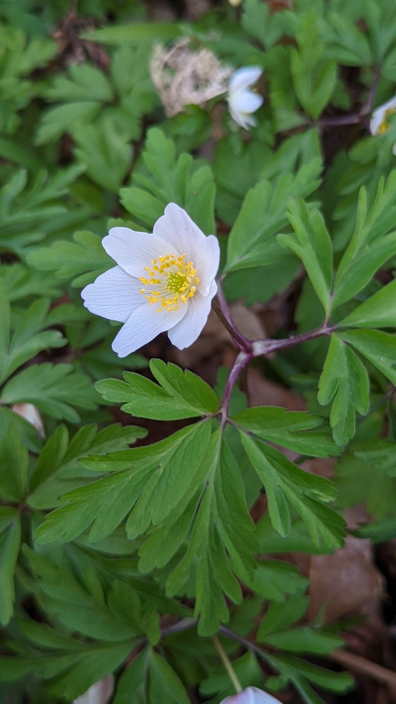 European Thimbleweed photo 6