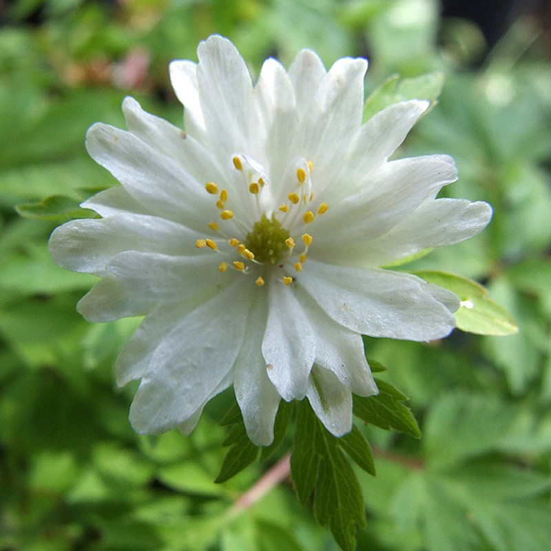 European Thimbleweed photo 7