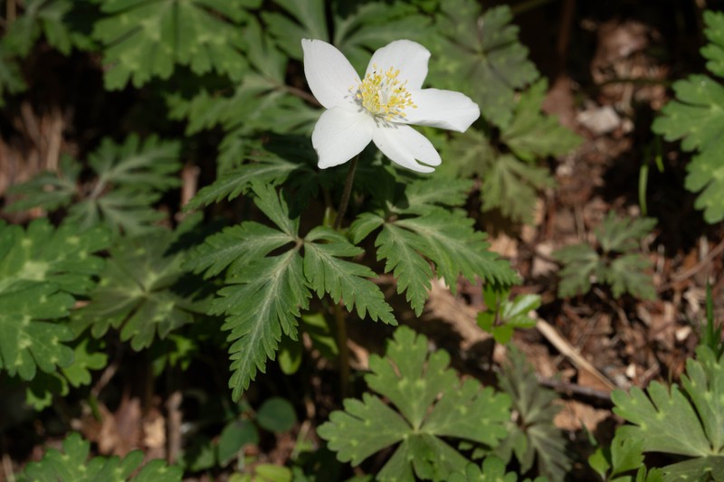 Anemone nikoensis photo 2