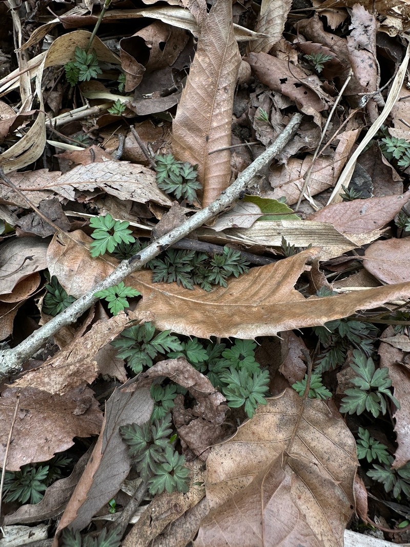 Anemone nikoensis photo 3