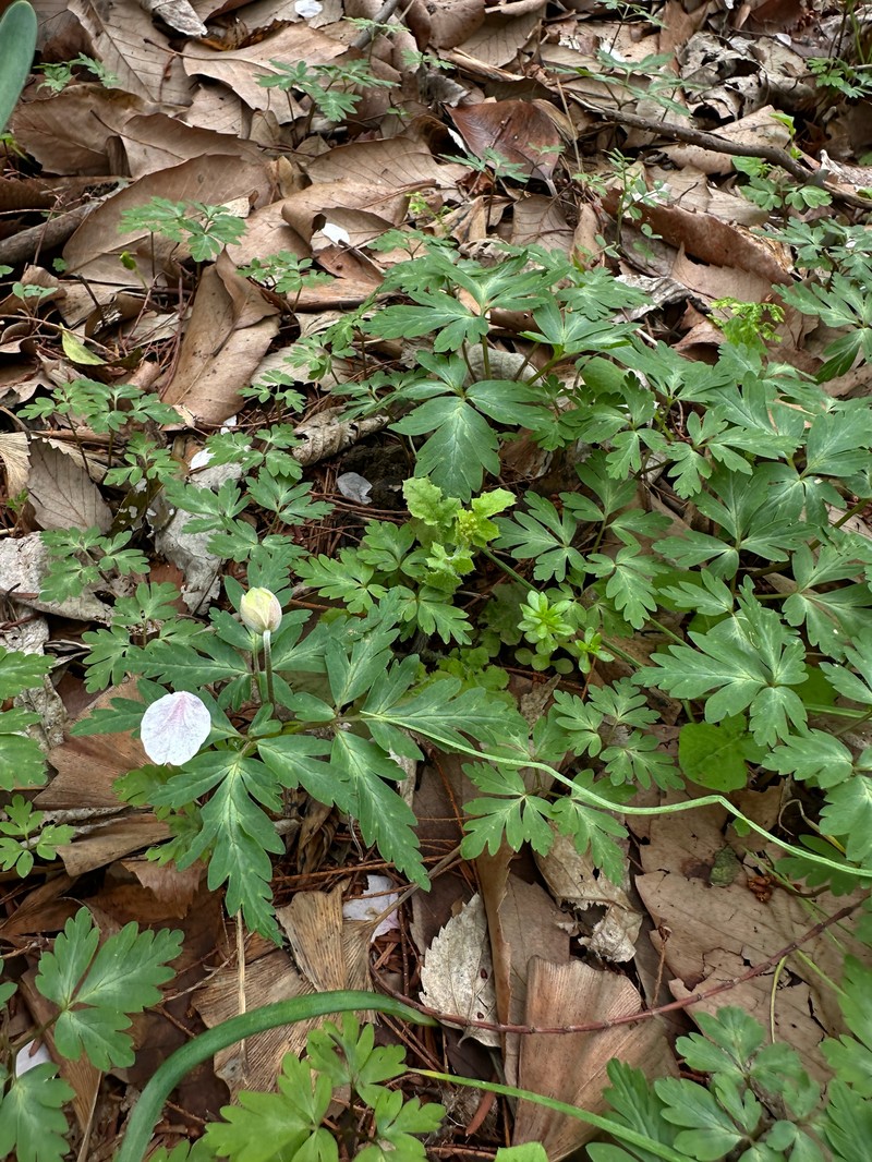 Anemone nikoensis photo 4