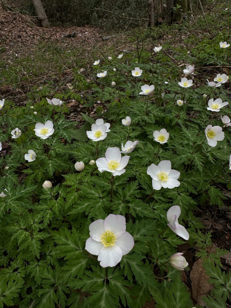 Anemone nikoensis photo 5