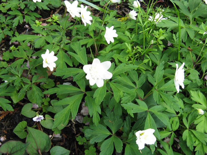 Anemone nikoensis