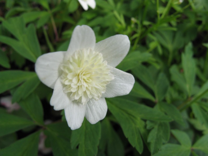 Anemone nikoensis photo 6