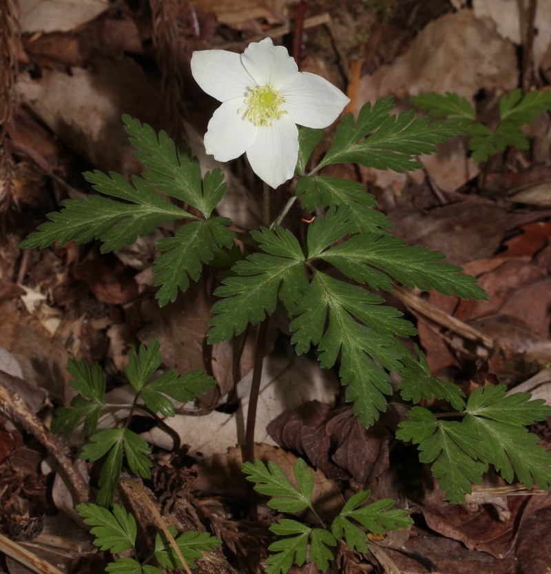 Anemone nikoensis photo 7