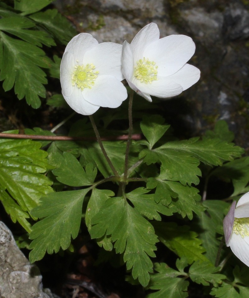 Anemone nikoensis photo 8