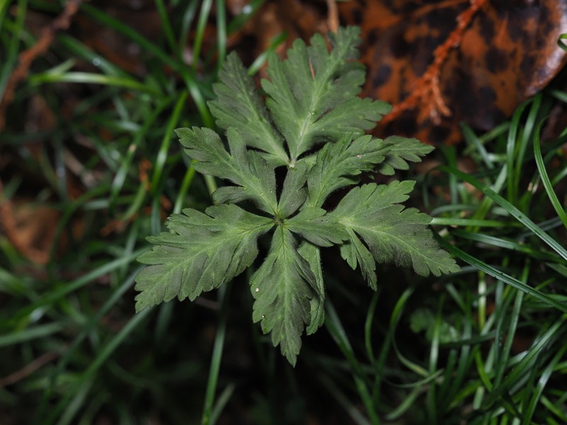 Anemone nikoensis