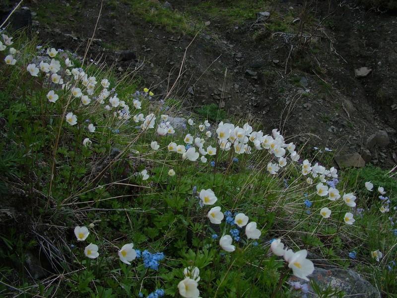 Anemone ochotensis