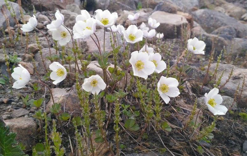 Anemone ochotensis photo 2
