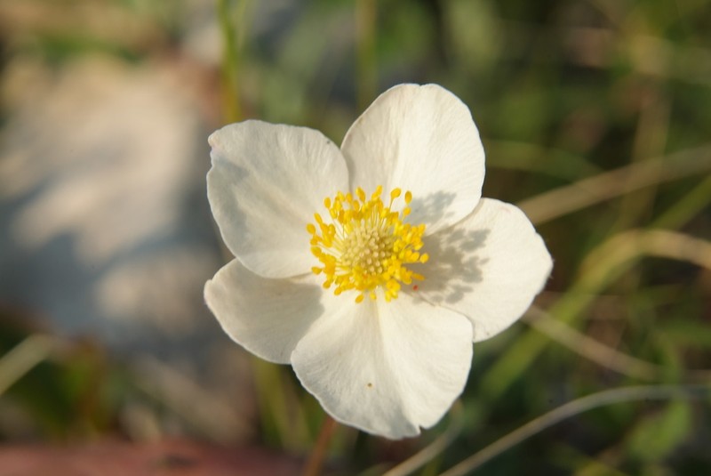 Anemone ochotensis photo 3