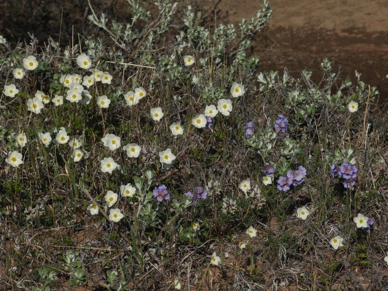 Anemone ochotensis photo 4