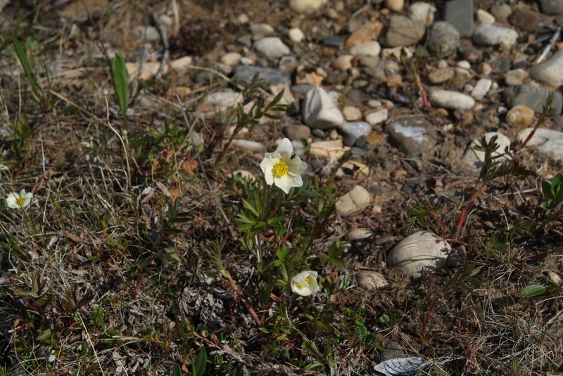 Anemone ochotensis photo 5