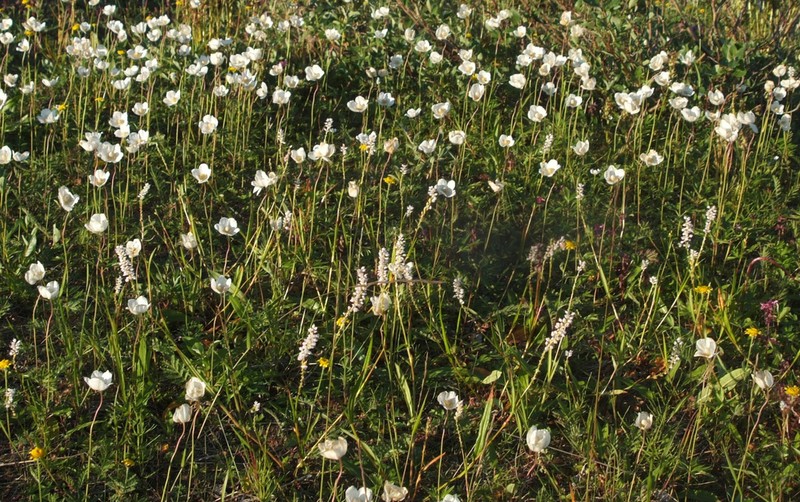 Anemone ochotensis photo 6