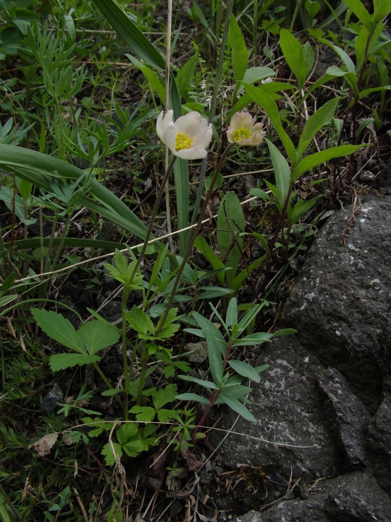 Anemone ochotensis photo 7