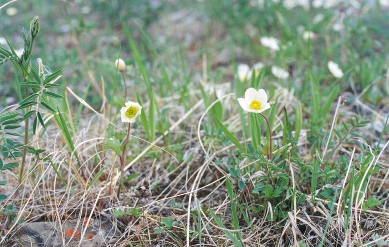 Anemone ochotensis photo 8