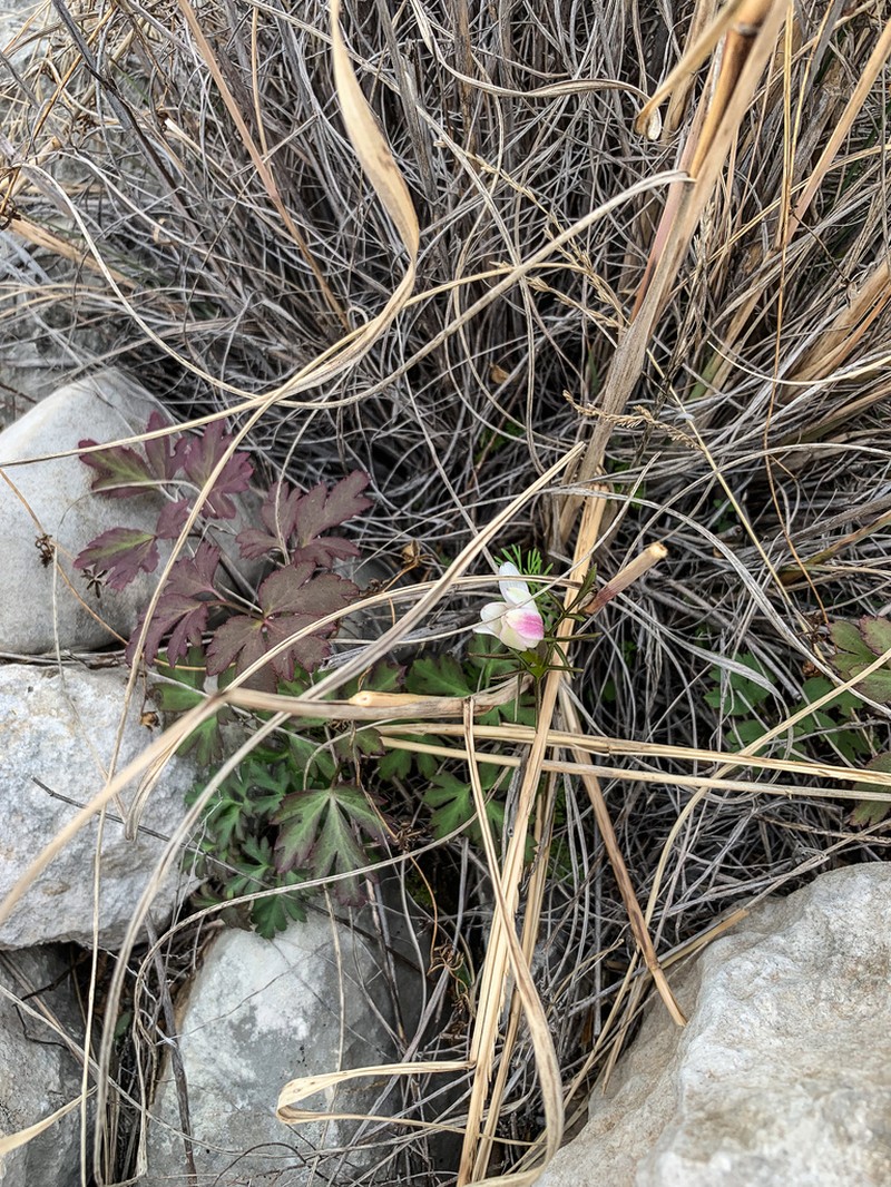 Anemone okennonii photo 2