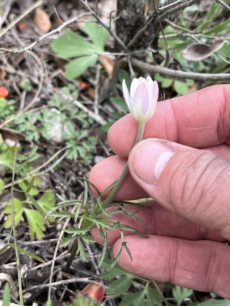 Anemone okennonii photo 4