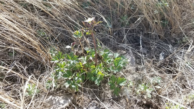 Anemone okennonii photo 5