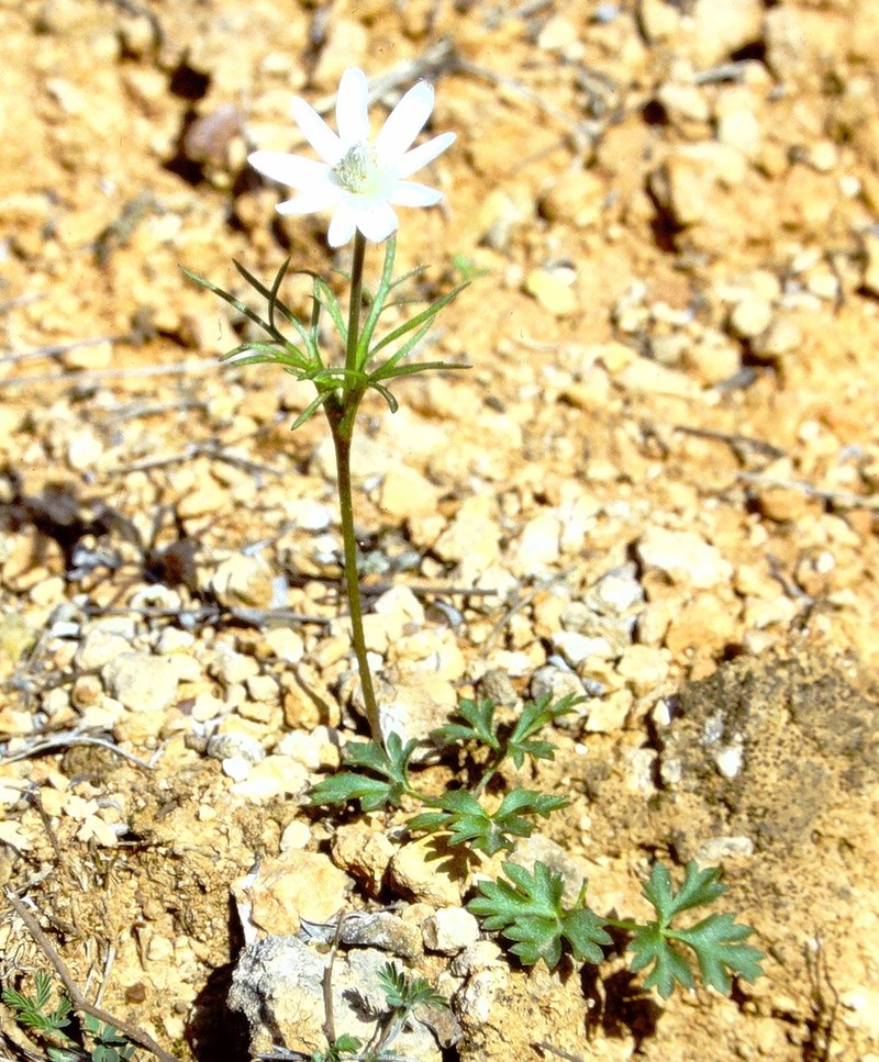 Anemone okennonii photo 6