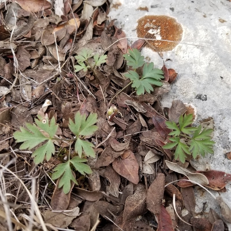 Anemone okennonii photo 7