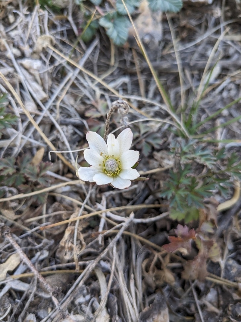 Anemone okennonii