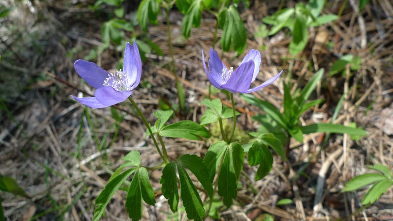 Blue Windflower