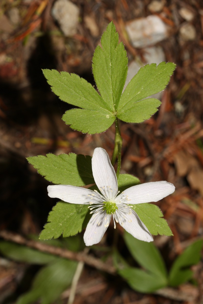 Blue Windflower photo 3