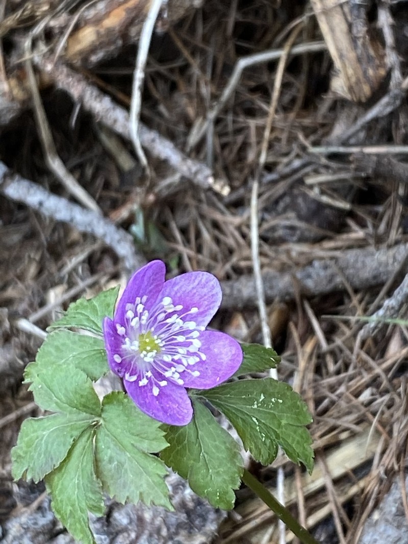 Blue Windflower photo 4