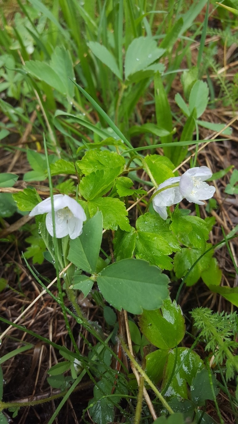 Blue Windflower photo 5