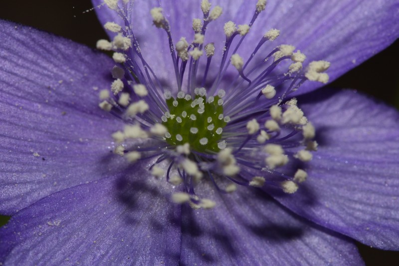 Blue Windflower photo 2