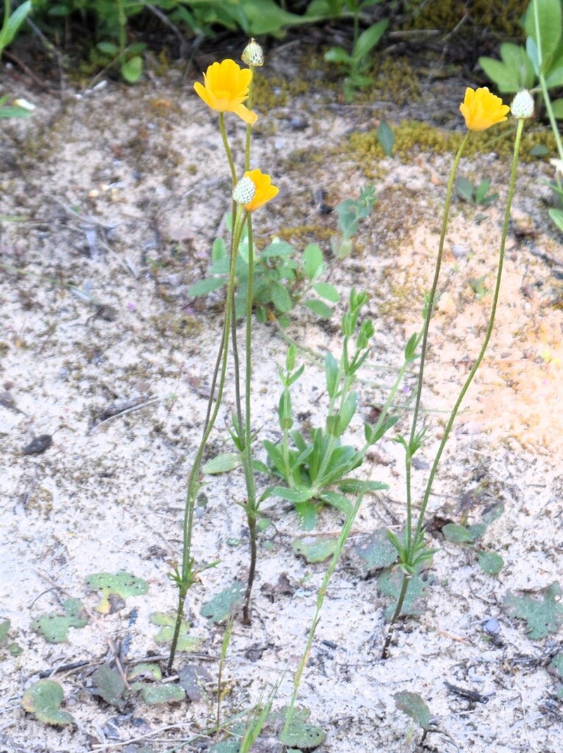 Anemone palmata