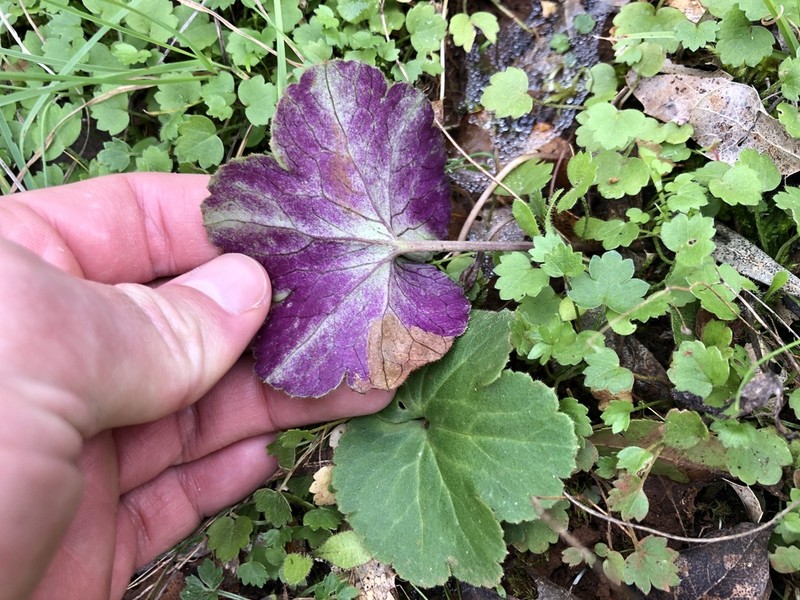 Anemone palmata photo 3