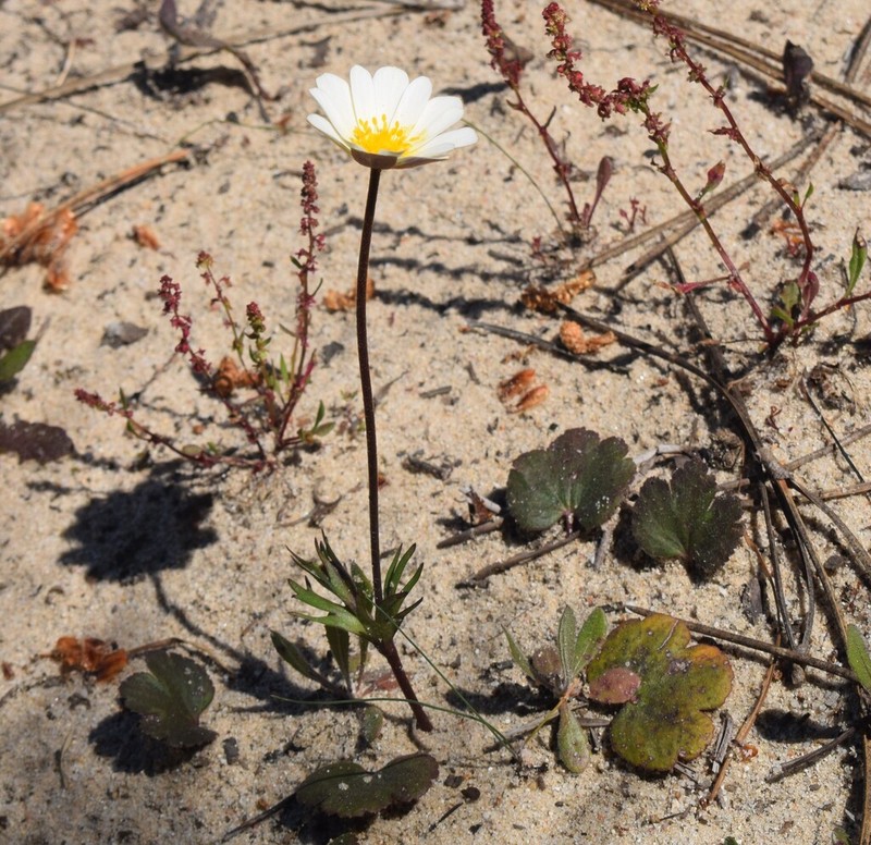 Anemone palmata photo 4