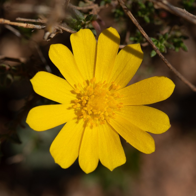 Anemone palmata photo 5