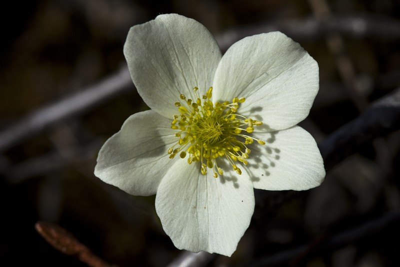 Smallflowered Anemone