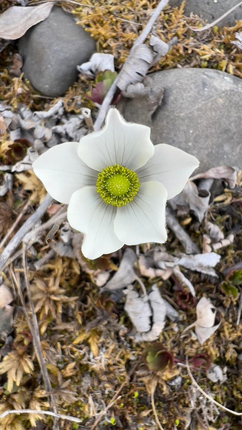 Smallflowered Anemone photo 2