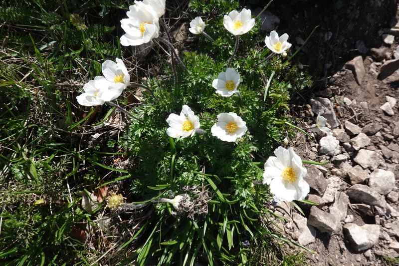 Anemone pavoniana photo 2