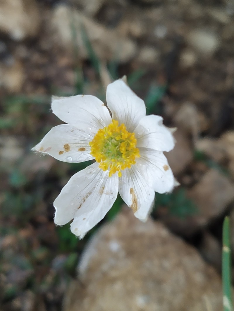 Anemone pavoniana photo 3